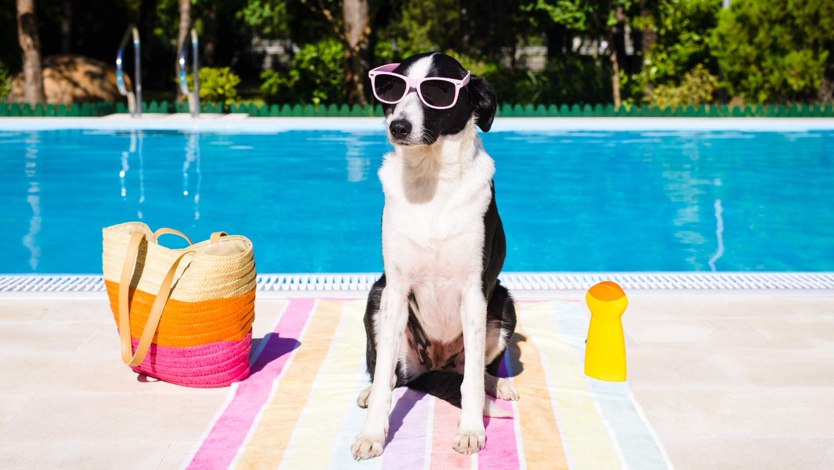 A Complete Guide To Pet Travel: What To Pack And 5 Must-Know Tips For Pet-Friendly Travel